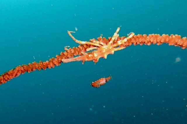 Black Coral crab02.jpg