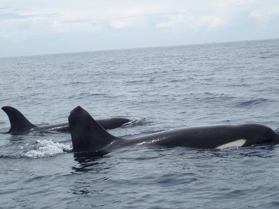 Orca Whales Kimbe Bay 25Apr08 (3) 2.jpg