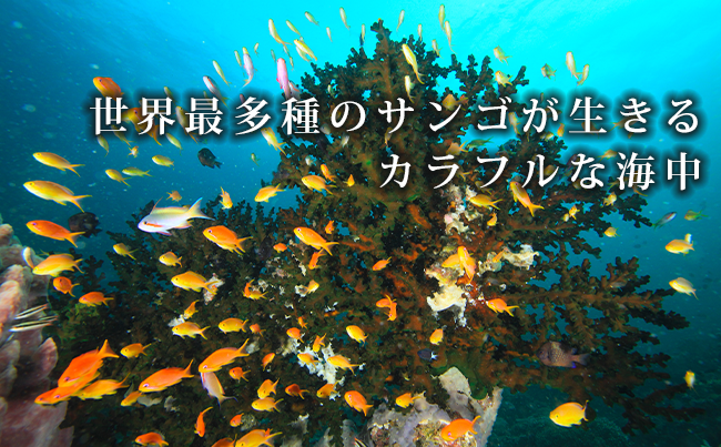 世界最多種のサンゴが生きるカラフルな海中